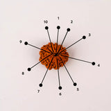 Original 10 Mukhi Nepali Rudraksha