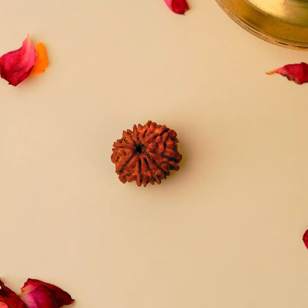 Original 10 Mukhi Nepali Rudraksha