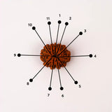 Original 11 Mukhi Nepali Rudraksha