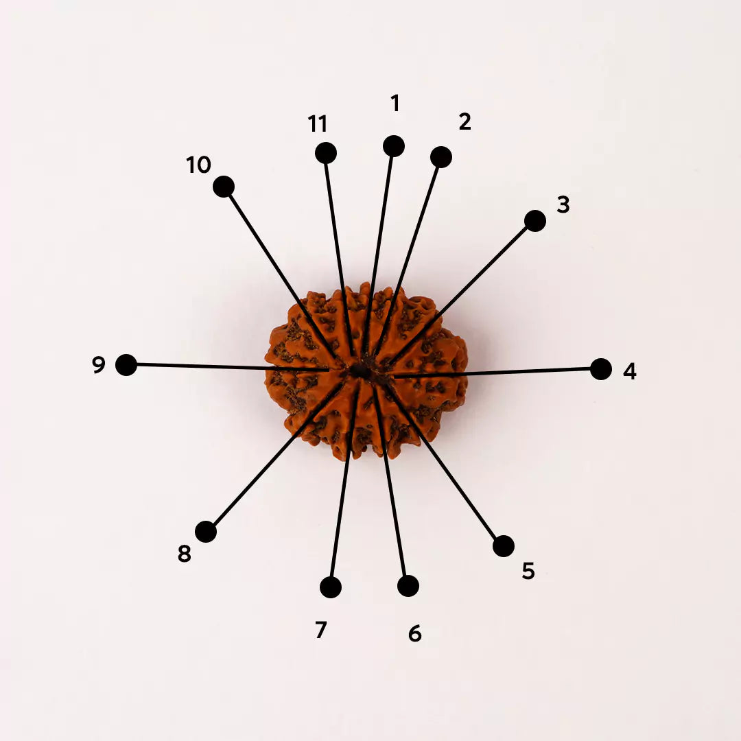 Original 11 Mukhi Nepali Rudraksha