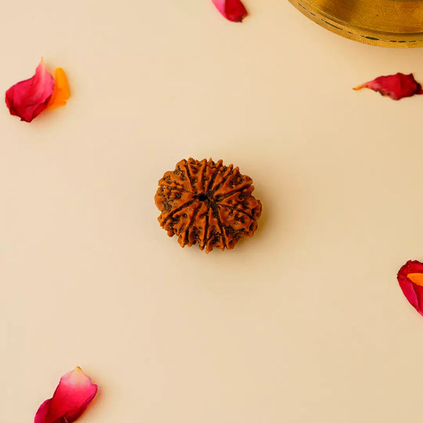Original 11 Mukhi Nepali Rudraksha
