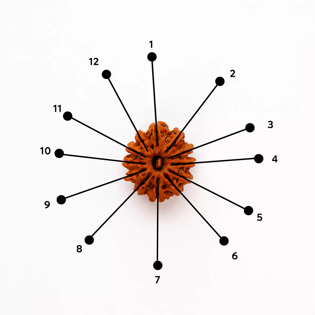 Original 12 Mukhi Nepali Rudraksha