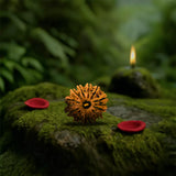 Original 12 Mukhi Nepali Rudraksha