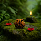Original 3 Mukhi Nepali Rudraksha