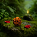 Original 5 Mukhi Nepali Rudraksha | Daivik Cart