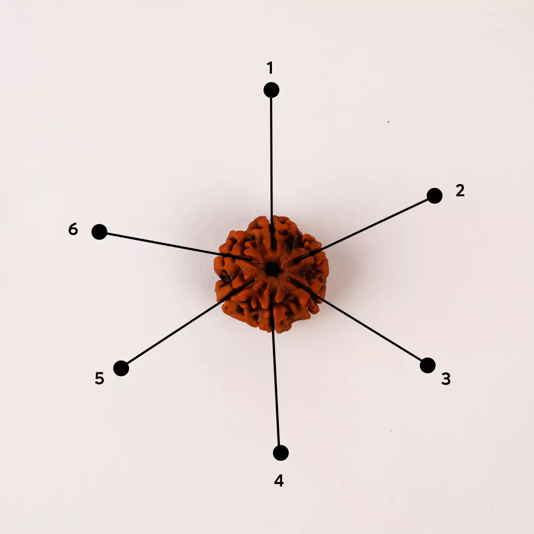 Original 6 Mukhi Nepali Rudraksha