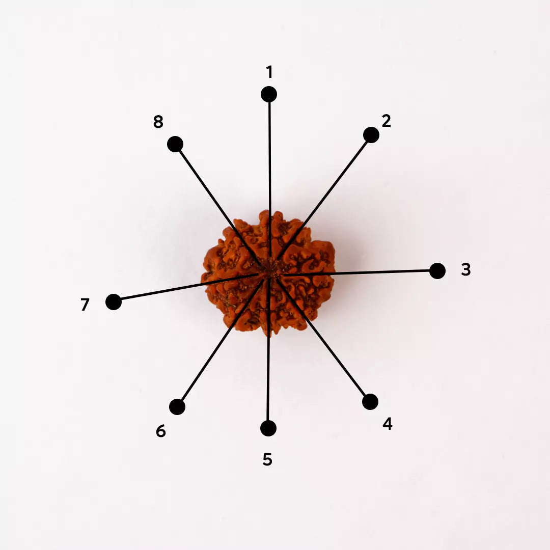 Original 8 Mukhi Nepali Rudraksha