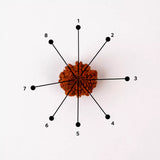 Original 8 Mukhi Nepali Rudraksha