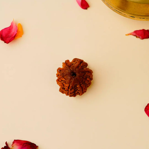 Original 8 Mukhi Nepali Rudraksha