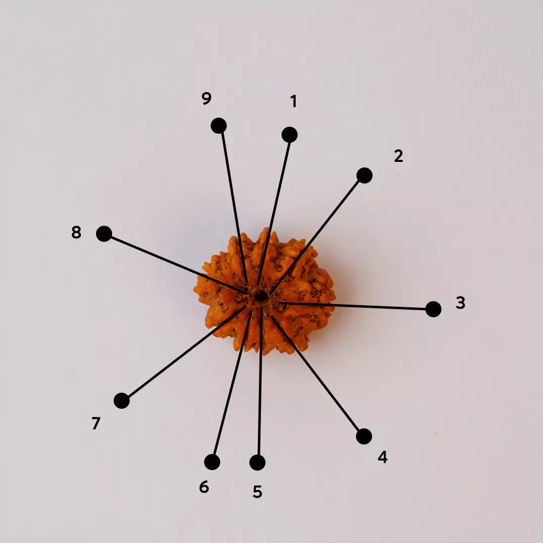 Original 9 Mukhi Nepali Rudraksha