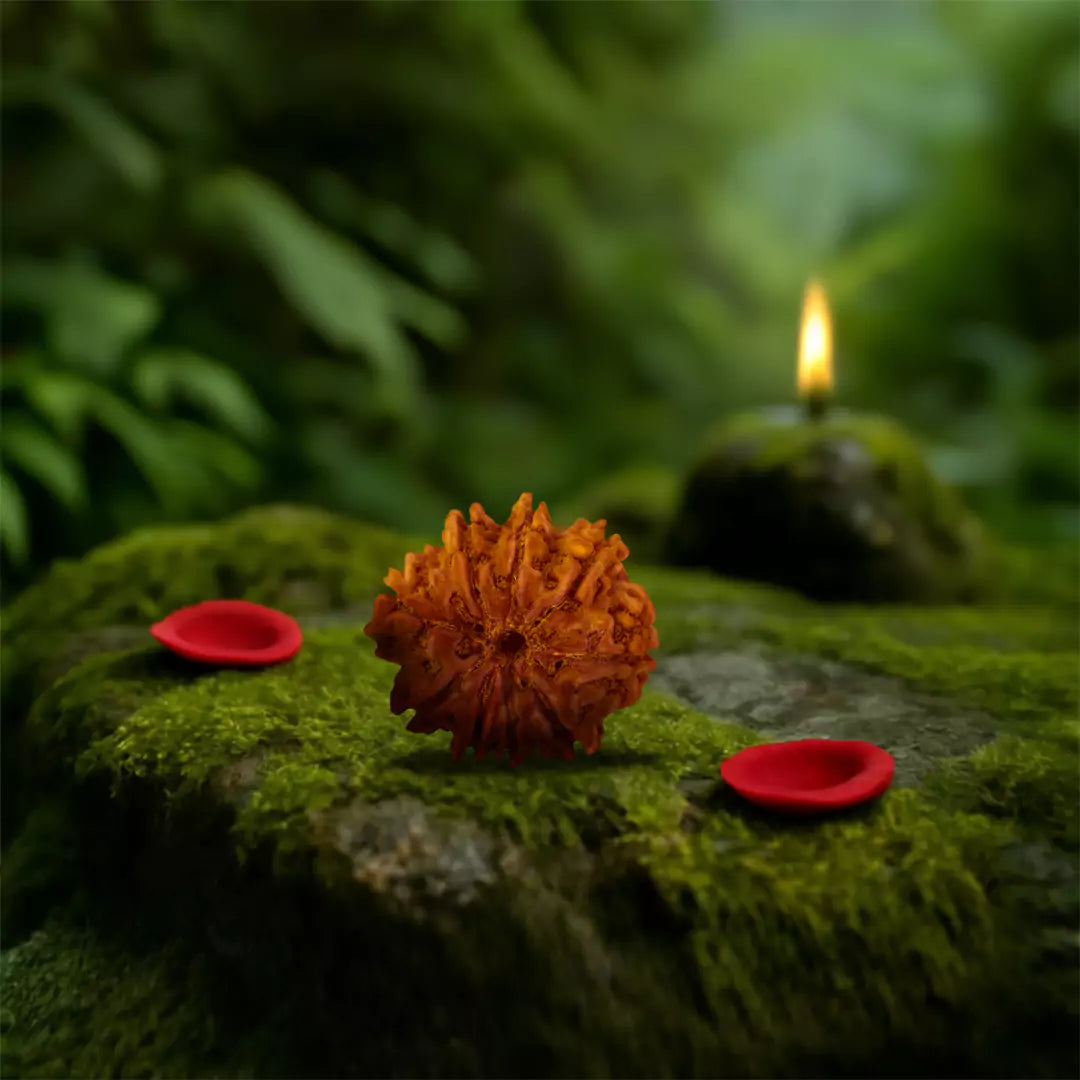 Original 9 Mukhi Nepali Rudraksha