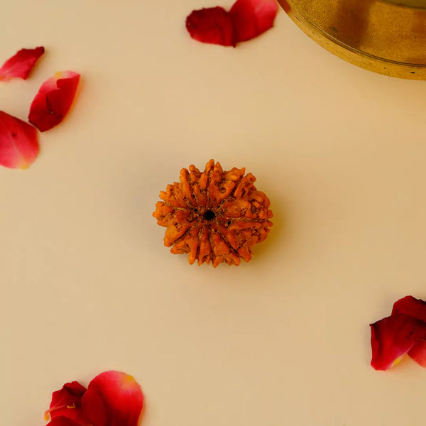 Original 9 Mukhi Nepali Rudraksha