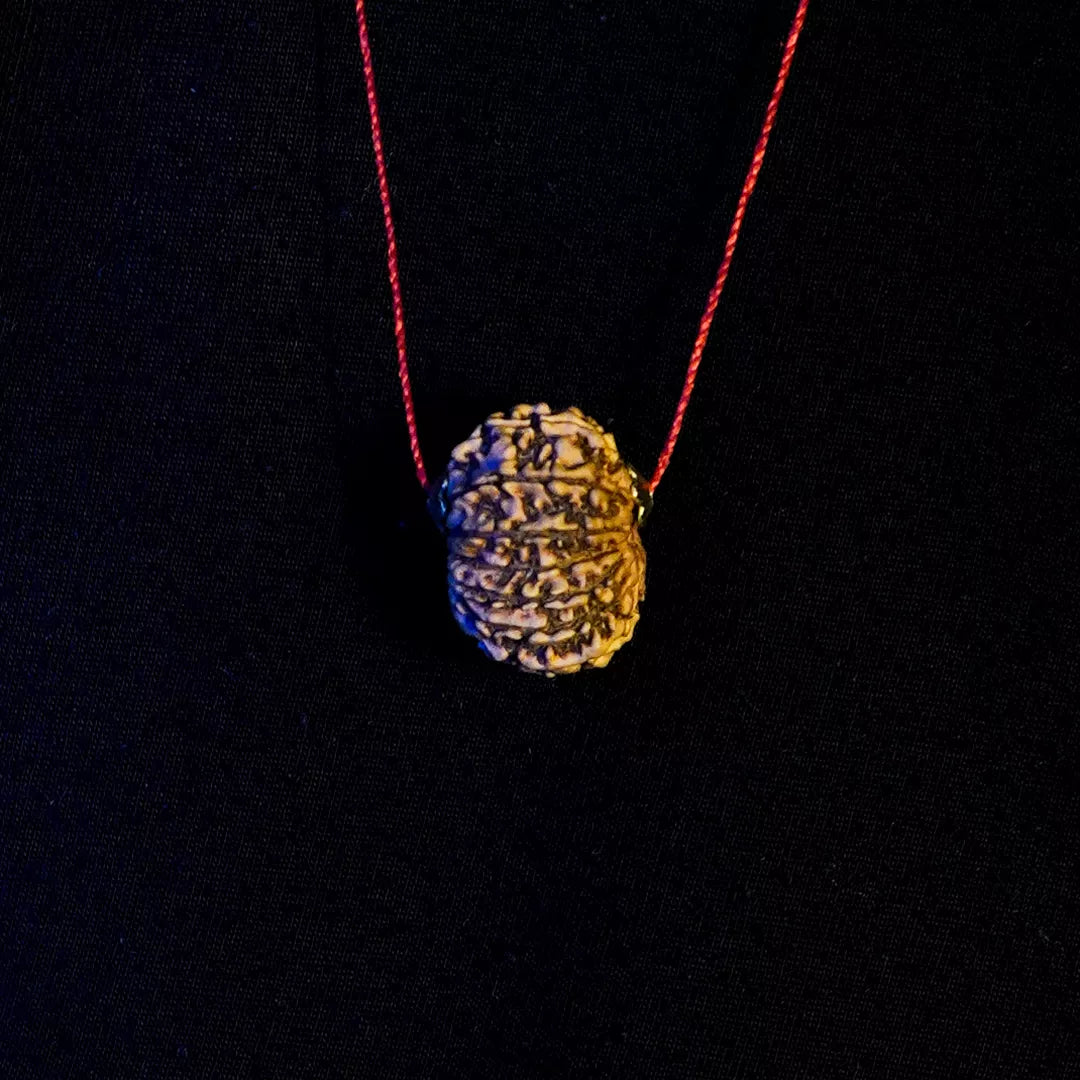 13 Mukhi Nepali Rudraksha