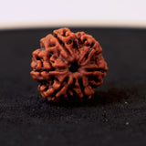 Original 6 Mukhi Nepali Rudraksha