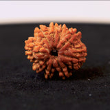 Original 9 Mukhi Nepali Rudraksha