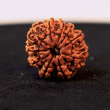 Original 10 Mukhi Nepali Rudraksha