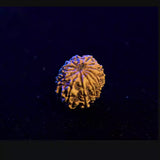13 Mukhi Nepali Rudraksha