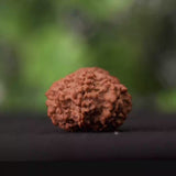 14 Mukhi Nepali Rudraksha