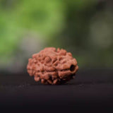 2 Mukhi Nepali Rudraksha