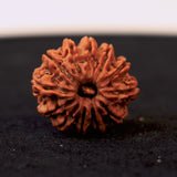Original 12 Mukhi Nepali Rudraksha