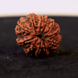 Original 11 Mukhi Nepali Rudraksha