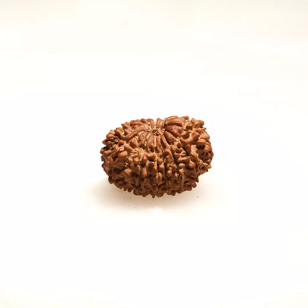 14 Mukhi Nepali Rudraksha