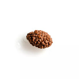 2 Mukhi Nepali Rudraksha