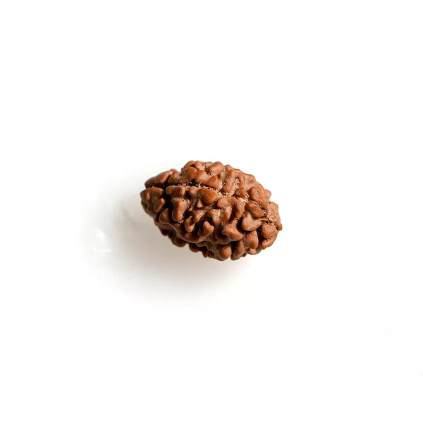 2 Mukhi Nepali Rudraksha
