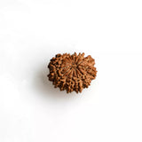 14 Mukhi Nepali Rudraksha